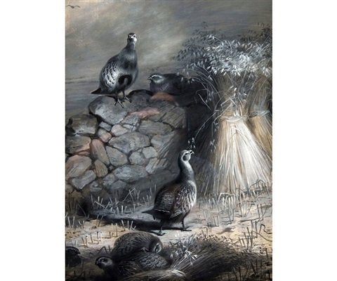 archibald thorburn nglish partridge in a cornfield A4 Photo Print
