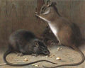 archibald thorburn old english black rat and alexandrian rat A4 Photo Print