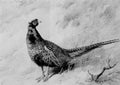 archibald thorburn old english pheasant A4 Photo Print
