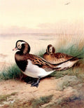 archibald thorburn old squaw duck summer A4 Photo Print