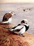 archibald thorburn old squaw duck winter A4 Photo Print