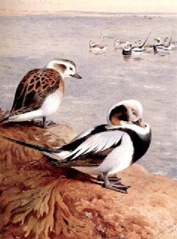 archibald thorburn old squaw duck winter A4 Photo Print