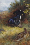 archibald thorburn on the edge of the moor blackcock displaying A4 Photo Print