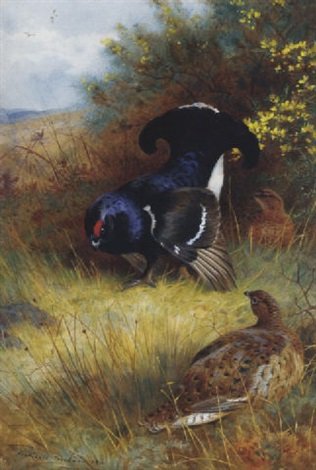 archibald thorburn on the edge of the moor blackcock displaying A4 Photo Print