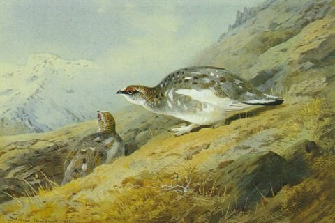 archibald thorburn on the high tops ptarmigan in autumn A4 Photo Print