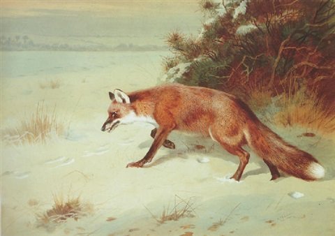 archibald thorburn on the prowl A4 Photo Print