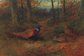 archibald thorburn on the ride a cock and two hen pheasant in autumn A4 Photo Print