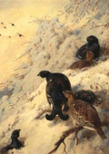 archibald thorburn on the snowy birches blackgame in snow A4 Photo Print