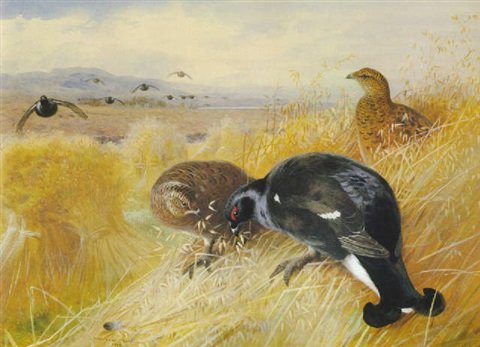 archibald thorburn on the stooks blackgame A4 Photo Print