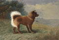 archibald thorburn orange pekoe a chow dog A4 Photo Print