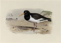 archibald thorburn oyster catcher or sea pie A4 Photo Print