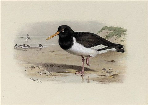 archibald thorburn oyster catcher or sea pie A4 Photo Print