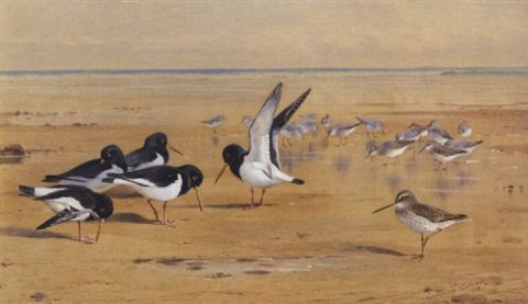 archibald thorburn oyster catchers redshank and dunlin A4 Photo Print