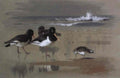 archibald thorburn oystercatchers and a little stint at low tide A4 Photo Print