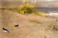 archibald thorburn oystercatchers on the dunes A4 Photo Print