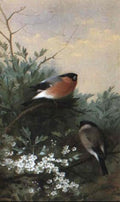 archibald thorburn pair of bullfinches among may blossoms A4 Photo Print