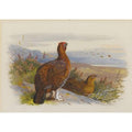 archibald thorburn pair of grouse A4 Photo Print