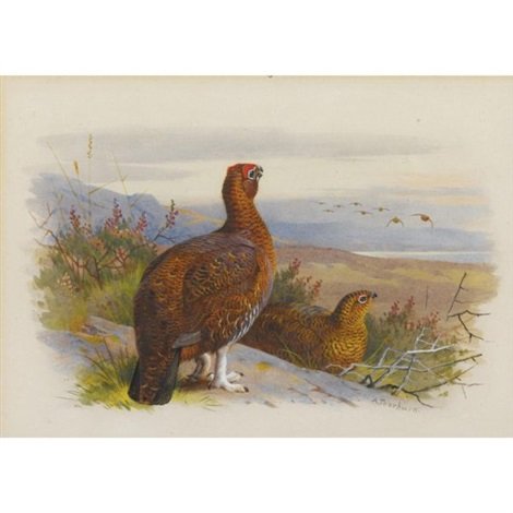 archibald thorburn pair of grouse A4 Photo Print