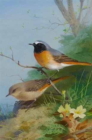 archibald thorburn pair of redstarts A4 Photo Print
