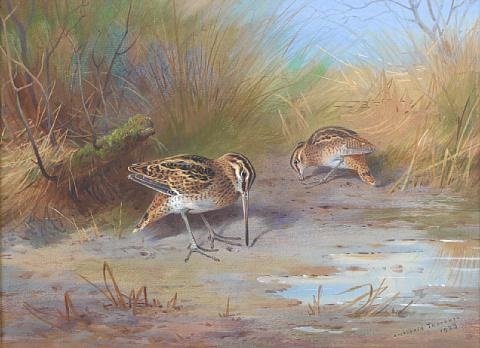 archibald thorburn pair of snipe A4 Photo Print