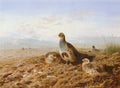 archibald thorburn partridge amongst stubble A4 Photo Print