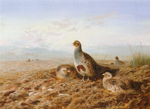 archibald thorburn partridge amongst stubble A4 Photo Print