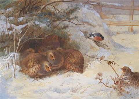 archibald thorburn partridge and a bullfinch in the snow A4 Photo Print