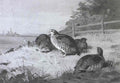 archibald thorburn partridge at the edge of a meadow A4 Photo Print