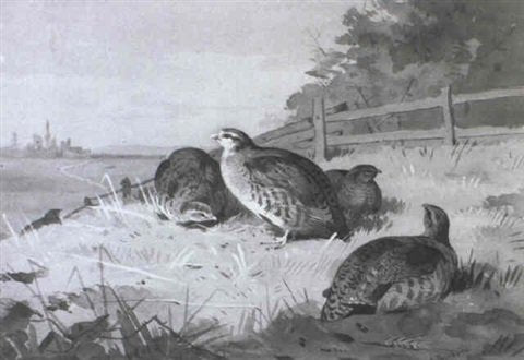 archibald thorburn partridge at the edge of a meadow A4 Photo Print
