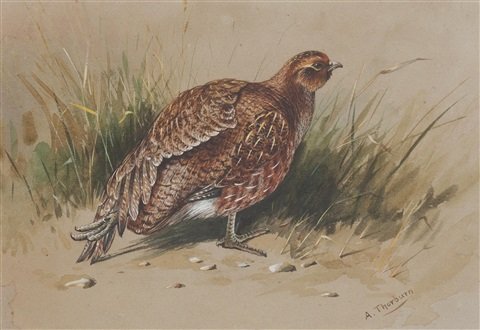 archibald thorburn partridge dusting A4 Photo Print