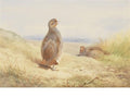 archibald thorburn partridge in a landscape A4 Photo Print