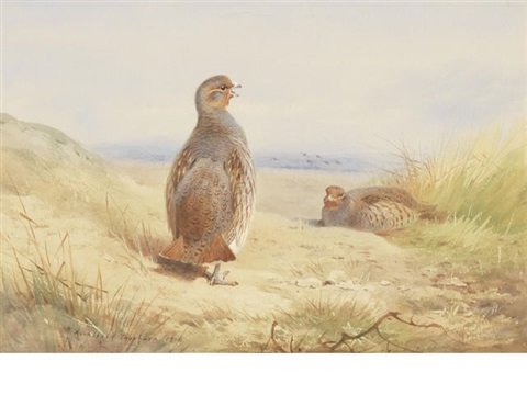 archibald thorburn partridge in a landscape A4 Photo Print