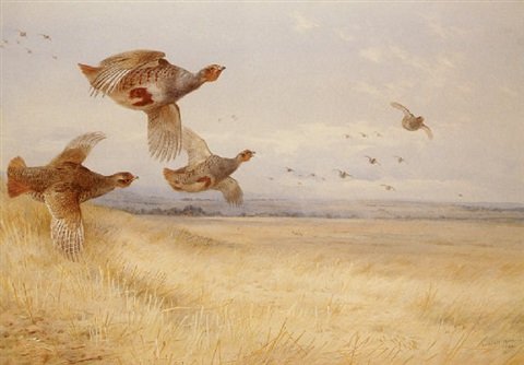archibald thorburn partridge over stubble A4 Photo Print