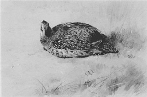 archibald thorburn partridge resting A4 Photo Print