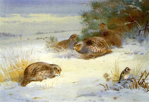 archibald thorburn partridges and a goldfinch in a winter landscape A4 Photo Print