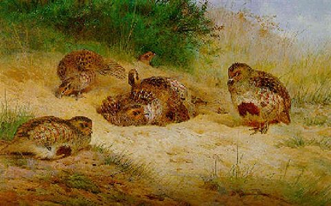 archibald thorburn partridges basking A4 Photo Print