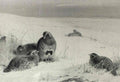 archibald thorburn partridges in the snow A4 Photo Print