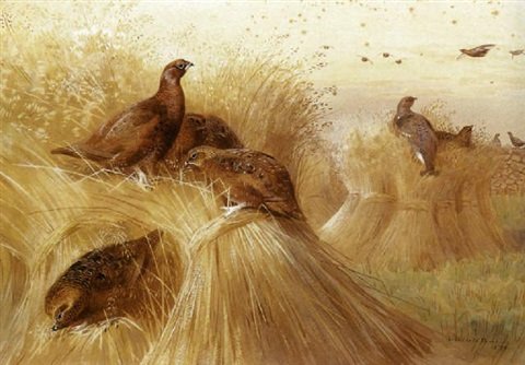 archibald thorburn partridges on sheaves of wheat A4 Photo Print