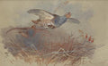 archibald thorburn partridges topping a hedge A4 Photo Print