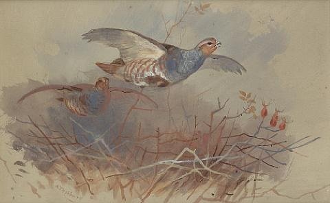 archibald thorburn partridges topping a hedge A4 Photo Print