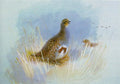 archibald thorburn partridges A4 Photo Print