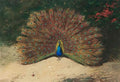 archibald thorburn peacock and butterfly A4 Photo Print