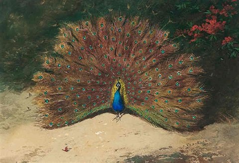 archibald thorburn peacock and butterfly A4 Photo Print