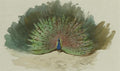 archibald thorburn peacock and peacock butterfly study A4 Photo Print
