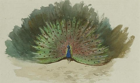 archibald thorburn peacock and peacock butterfly study A4 Photo Print
