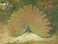 archibald thorburn peacock and peacock butterfly A4 Photo Print