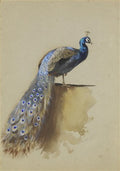 archibald thorburn peacock A4 Photo Print