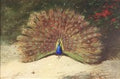 archibald thorburn peacocks A4 Photo Print