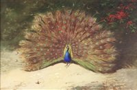 archibald thorburn peacocks A4 Photo Print