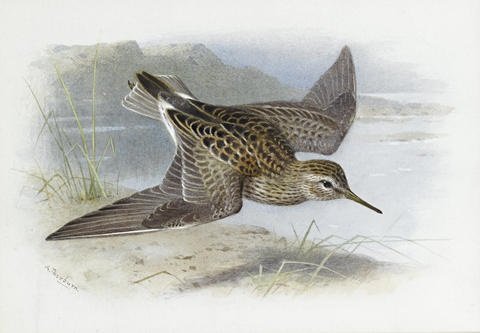 archibald thorburn pectoral sandpiper A4 Photo Print